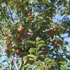 Apples!