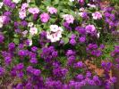 Purple Flowers