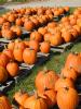 Look at those pumpkins!